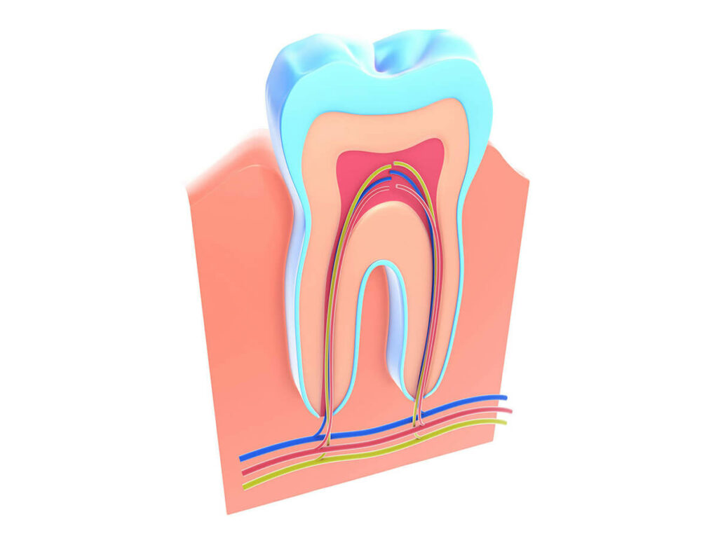 anatomy of a tooth and gums diagram